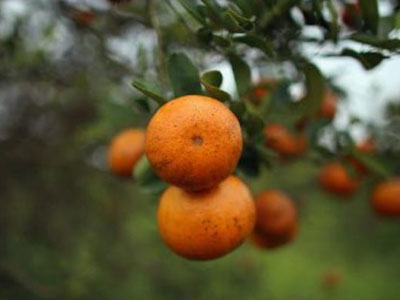 Αφρική: Σκότωσαν αγρότη χτυπώντας τον με… πορτοκάλια