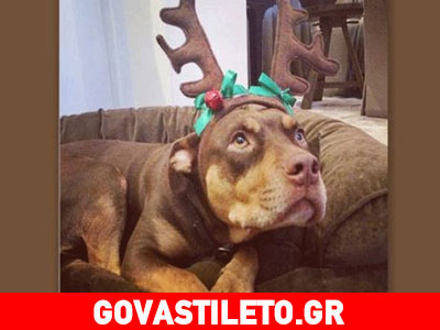 Δεν θα πιστεύετε σε ποιον ανήκει αυτός ο μικρός… «τάρανδος»!