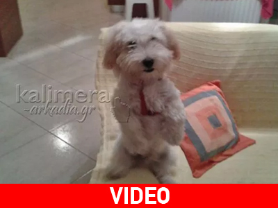 Ο σκύλος που κάθεται στα δύο του πόδια όταν… τρώει!