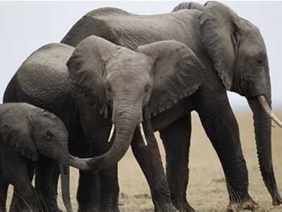 Η Ζιμπάμπουε εξάγει ελέφαντες