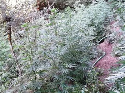 Καλαμάτα: Φυτεία χασίς με 114 δενδρύλλια εντόπισε η αστυνομία