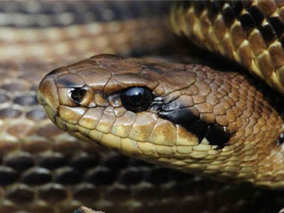 Φίδι έκανε άνω κάτω το δημαρχείο Θεσσαλονίκης