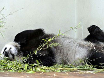 Σε τεχνητή γονιμοποίηση υπεβλήθη πάντα στο Ενδιμβούργο