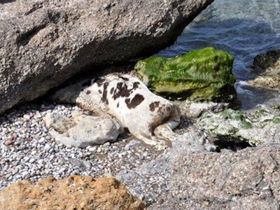 Ξεβράστηκε αγελάδα σε παραλία στην Ιεράπετρα