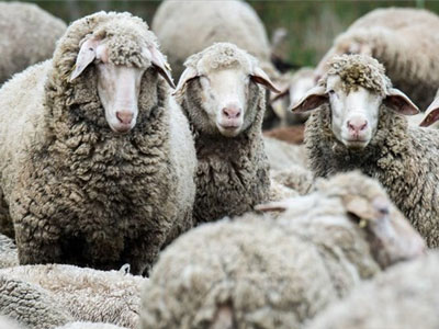 Έβρος: Μεγάλο πλήγμα στην κτηνοτροφία από την ευλογιά