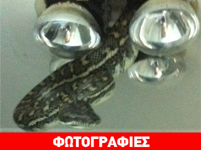 Βρήκε πύθωνα τεσσάρων μέτρων στο μπάνιο του