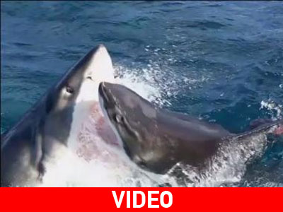 Καρχαρίας «καταβροχθίζει»… καρχαρία!