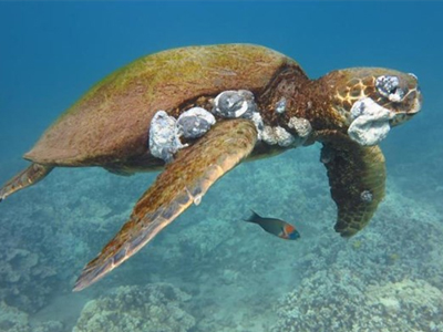 Η ρύπανση δημιουργεί όγκους στις θαλάσσιες χελώνες