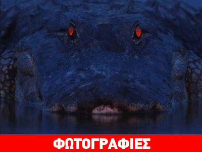 Πως φαίνονται οι αλιγάτορες το βράδυ