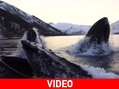 Φάλαινες περικύκλωσαν αλιευτικό σκάφος