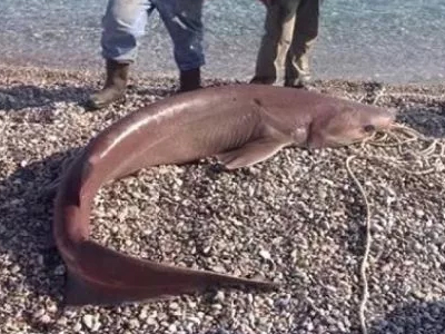 Αρκαδία: Ψάρι 120 κιλών έπιασαν στον Τυρό