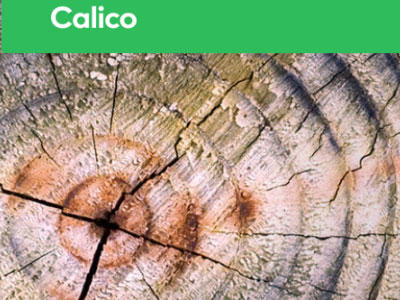 Calico: Η εταιρεία που θέλει να νικήσει τον… θάνατο