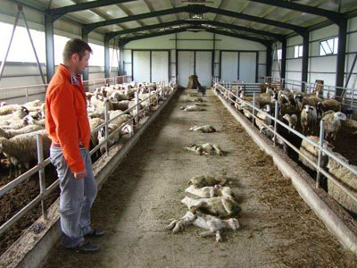 Πολωνία: Ξεκληρίστηκε οικογένεια σε φάρμα εκτροφής ζώων