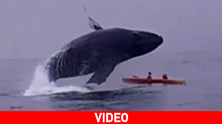 Φάλαινα 40 τόνων προσγειώνεται πάνω σε καγιάκ