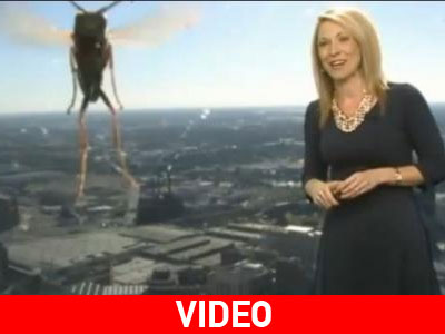 Μέλισσα «τρομοκράτησε» παρουσιάστρια στον αέρα