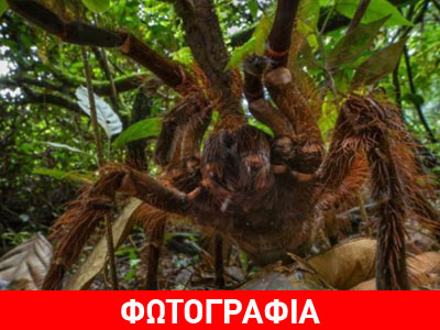 Αράχνη που ζυγίζει όσο ένα… κουτάβι!