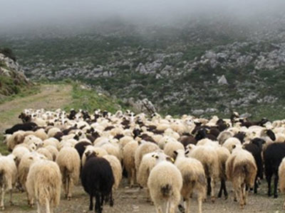 Έβρος: Προσλήψεις για την αντιμετώπιση των κρουσμάτων ευλογιάς