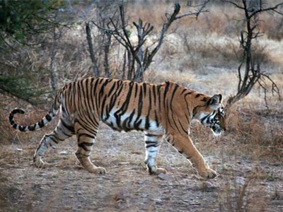 Ινδία: Κίνδυνος εξαφάνισης για τις τίγρεις λόγω λαθροθηρίας