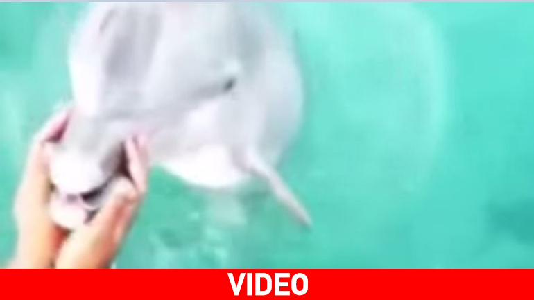 Δελφίνι σώζει… κινητό που έπεσε στη θάλασσα!