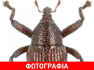 Ανακαλύφθηκαν 98 νέα είδη σκαθαριών