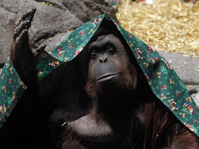 Δικαίωμα στην ελευθερία απέκτησε ουρακοτάγκος στην Αργεντινή