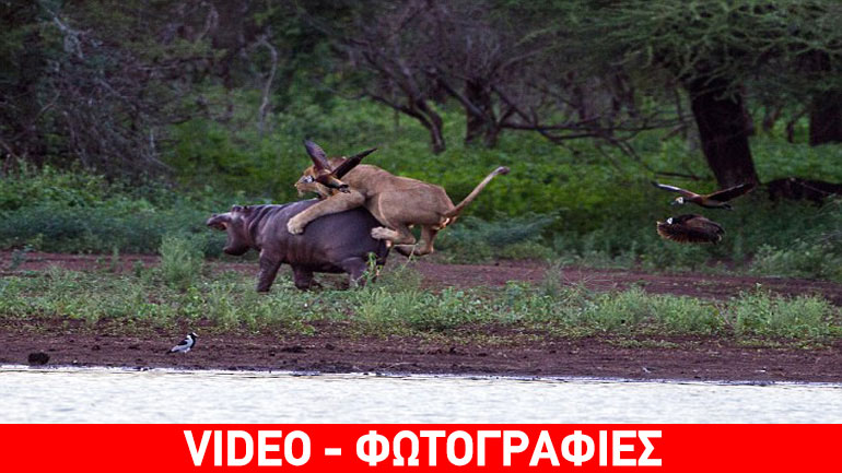Ιπποπόταμος κατατρόπωσε λιοντάρι