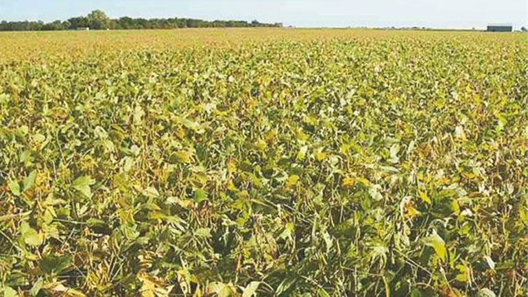 Βρυξέλλες: «Πράσινο φως» για την κυκλοφορία στην αγορά 19 γενετικά τροποποιημένων οργανισμών