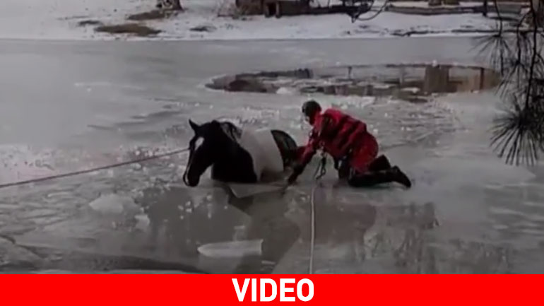 Πυροσβέστες σώζουν άλογο από παγωμένη λίμνη