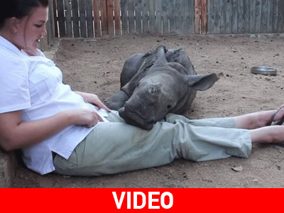 Αφρική: Ρινόκερος φοβάται να κοιμηθεί μόνος του