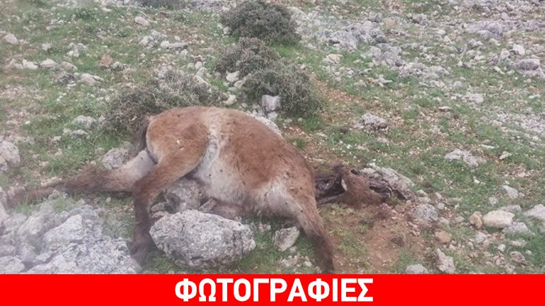Σοκαριστικές εικόνες στη Ζήρεια: Σκότωσαν οκτώ άγρια άλογα