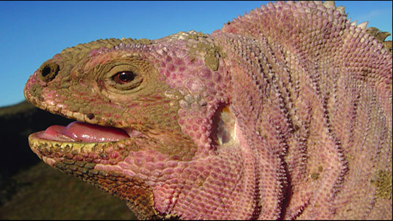 Σώα τα σπάνια ροζ ιγκουάνα στον Ισημερινό