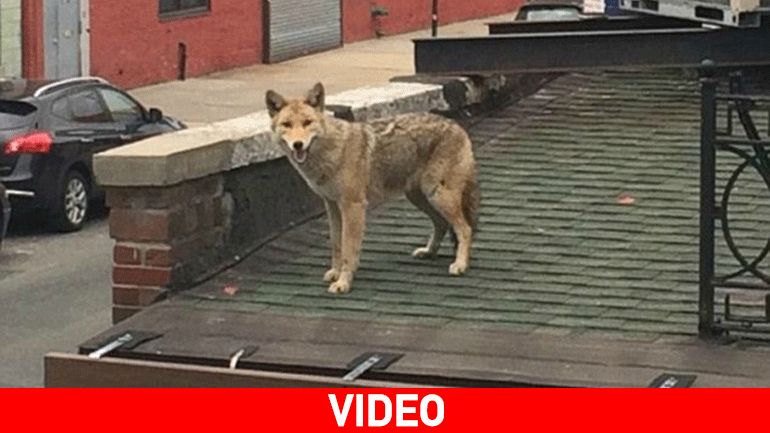 Κογιότ έκανε βόλτες σε… ταράτσα κτηρίου της Νέας Υόρκης!