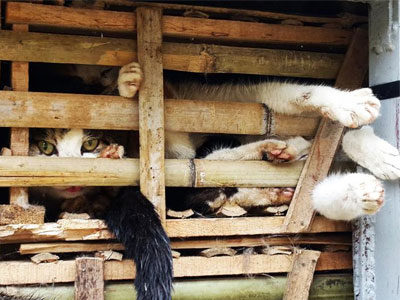 Βιετνάμ: Σώθηκαν χιλιάδες γάτες που προορίζονταν για το… μενού εστιατορίων!