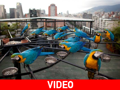 Eκατοντάδες παπαγάλοι βρίσκουν καταφύγιο στο Καράκας