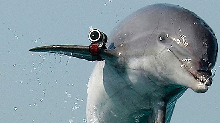 Δελφίνι – κατάσκοπο του Ισραήλ ισχυρίζεται ότι συνέλαβε η Χαμάς