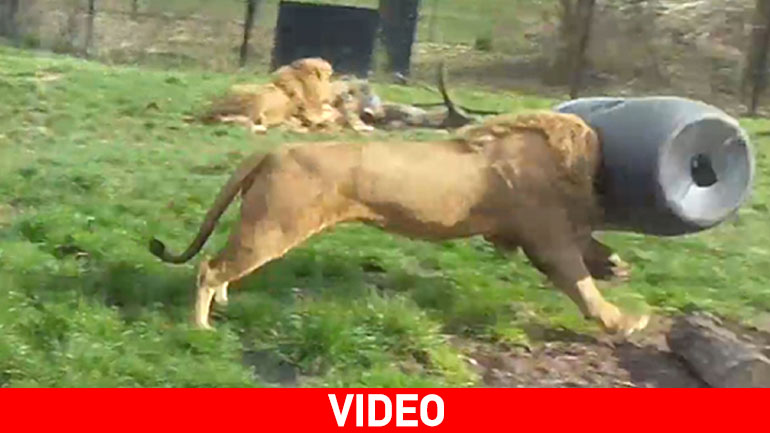 Ο βασιλιάς της ζούγκλας ηττήθηκε από… ένα βαρέλι!