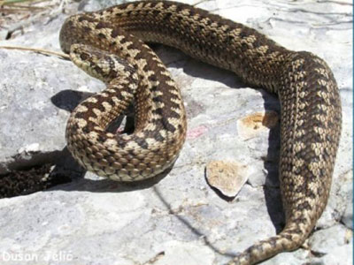 Σέρρες: Οχιά τσίμπησε αγρότη