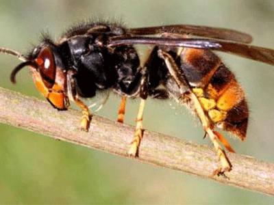 Ανησυχίες για την εμφάνιση της ασιατικής σφήκας