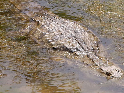 Σκέφτονται να… υιοθετήσουν τον Σήφη!