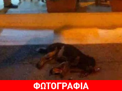 Εύβοια: Ιδιοκτήτης ταβέρνας σκότωσε αδέσποτο με φρικιαστικό τρόπο