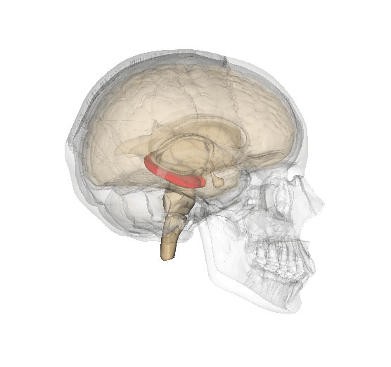 Στον ιππόκαμπο του εγκεφάλου εντοπίζονται τα κύτταρα πλέγματος