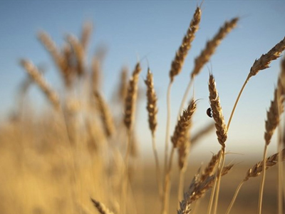 ΟΗΕ: Απομένουν άλλα 60 χρόνια αγροτικών καλλιεργειών