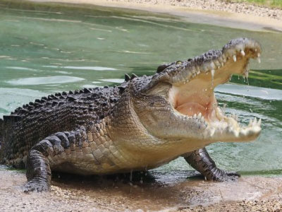 Κρήτη: Ετοιμάζουν νέο σχέδιο για την αιχμαλωσία του Σήφη