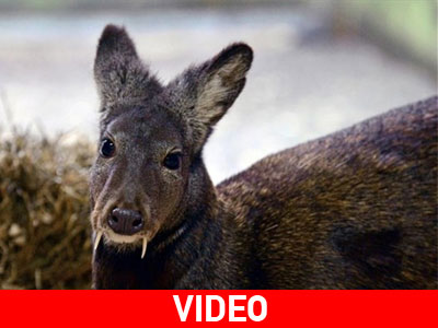 Εμφάνιση του ελαφιού-βαμπίρ του Αφγανιστάν μετά από 60 χρόνια