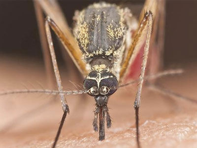 Κυνήγι κουνουπιών με… χρηματικό έπαθλο!