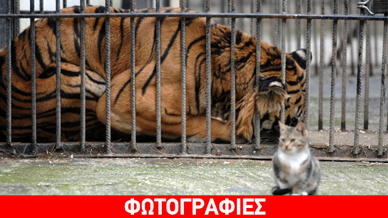 Πέθανε ο τίγρης που είχε διασωθεί από τον ζωολογικό κήπο Τρικάλων