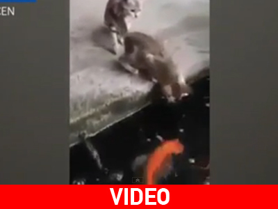 Ψάρι βγαίνει από το νερό και αρπάζει μια… γάτα!