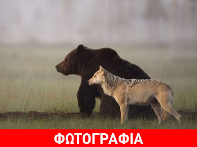 Αυξάνονται οι πληθυσμοί του λύκου και της αρκούδας στην Ευρώπη