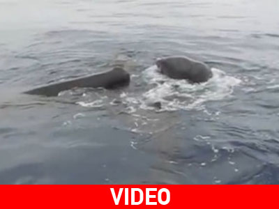 Γαύδος: Ψάρευαν δίπλα από… φάλαινες!
