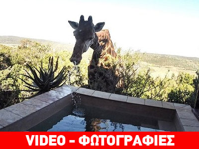 Καμηλοπάρδαλη σβήνει τη δίψα της σε πισίνα